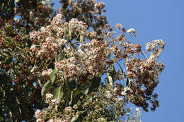 Image of Cordia trichotoma (Vell.) Arrab. ex Steud.