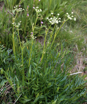 Image of King's angelica