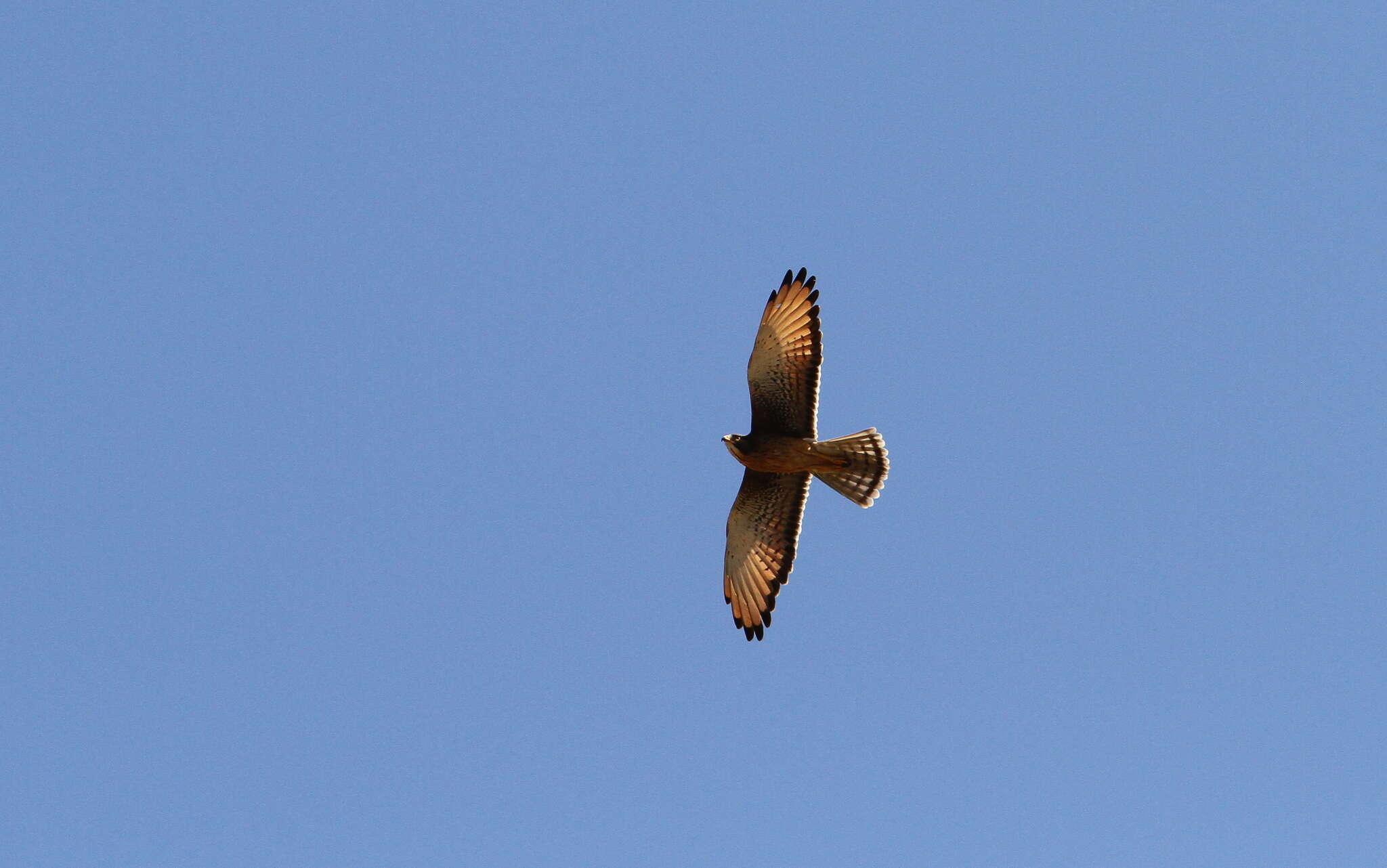 Image of Grasshopper Buzzard