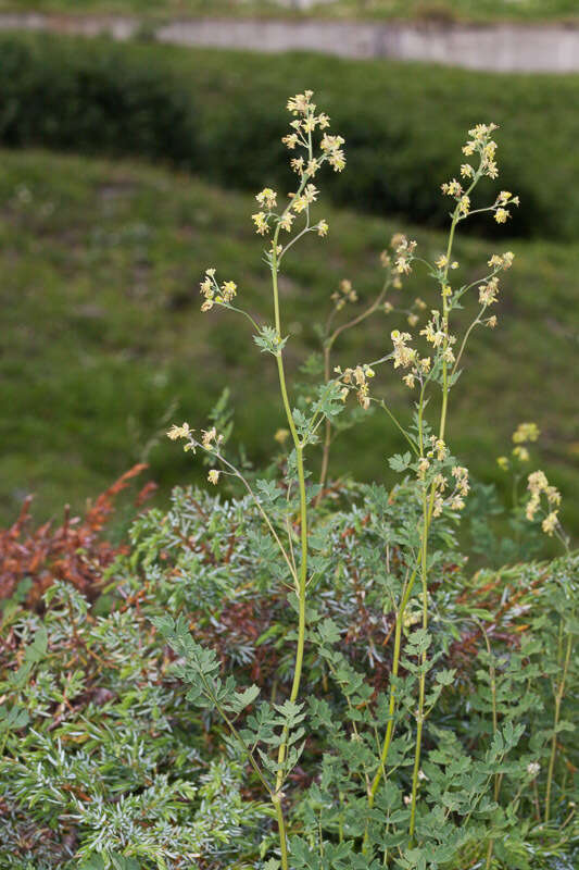 Image of lesser meadow-rue