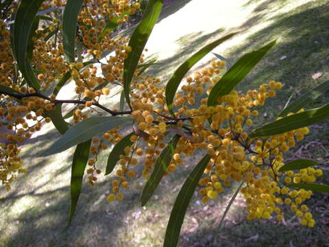 Image of Acacia macradenia Benth.