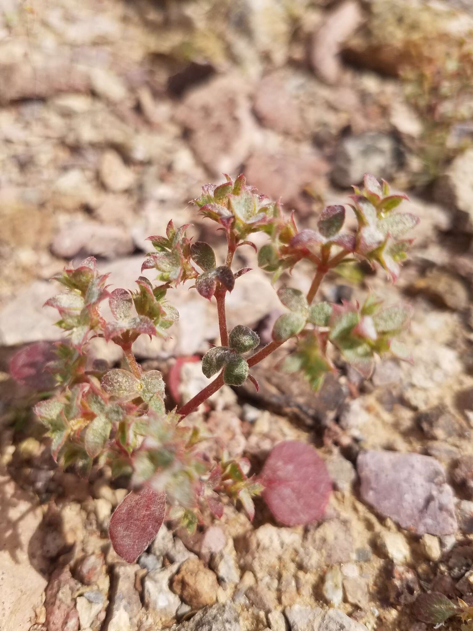 Image of wrinkled spineflower