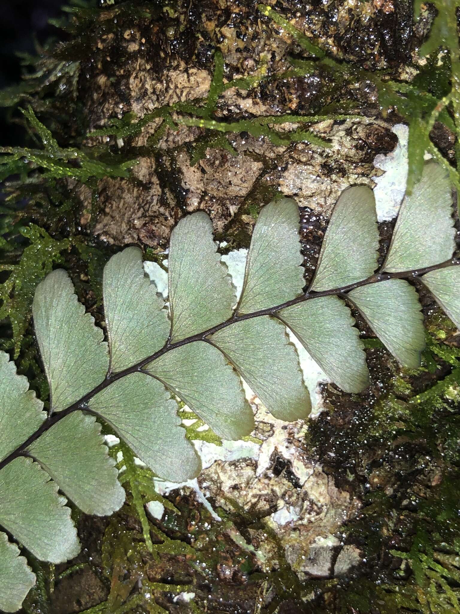 Imagem de Adiantum silvaticum Tind.