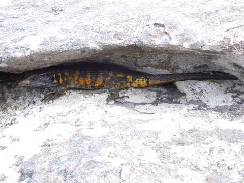 Image of Eastern Cape Crag Lizard