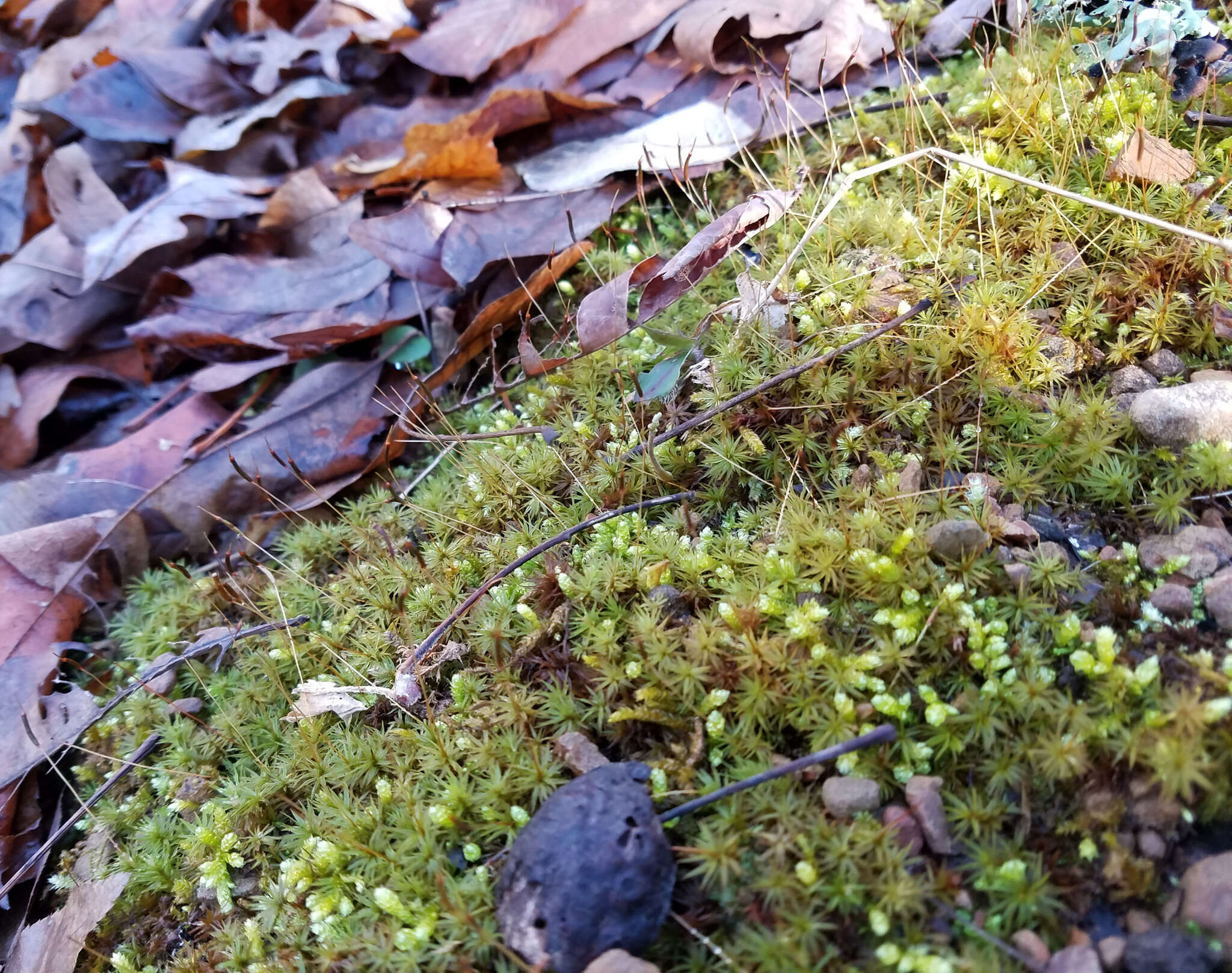 Image of atrichum moss