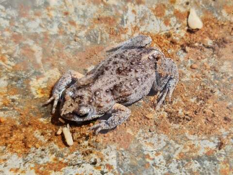 Image of Bibron’s Toadlet