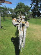 Image of pygmy right whales