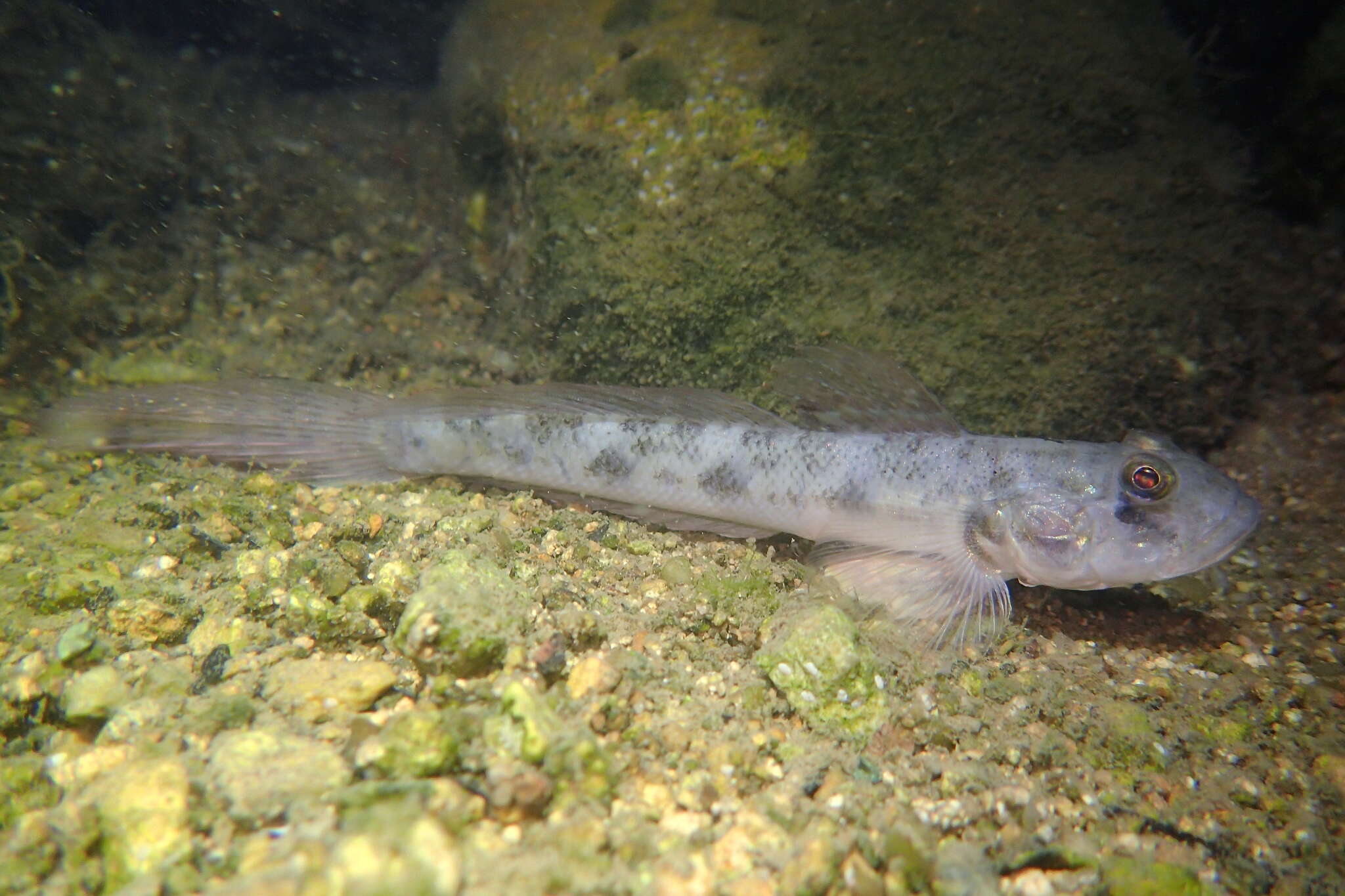 Image de Oxyurichthys microlepis (Bleeker 1849)