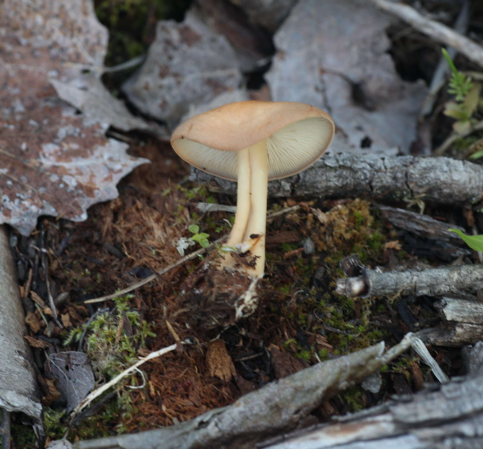 Image of Gymnopus aquosus (Bull.) Antonín & Noordel. 1997