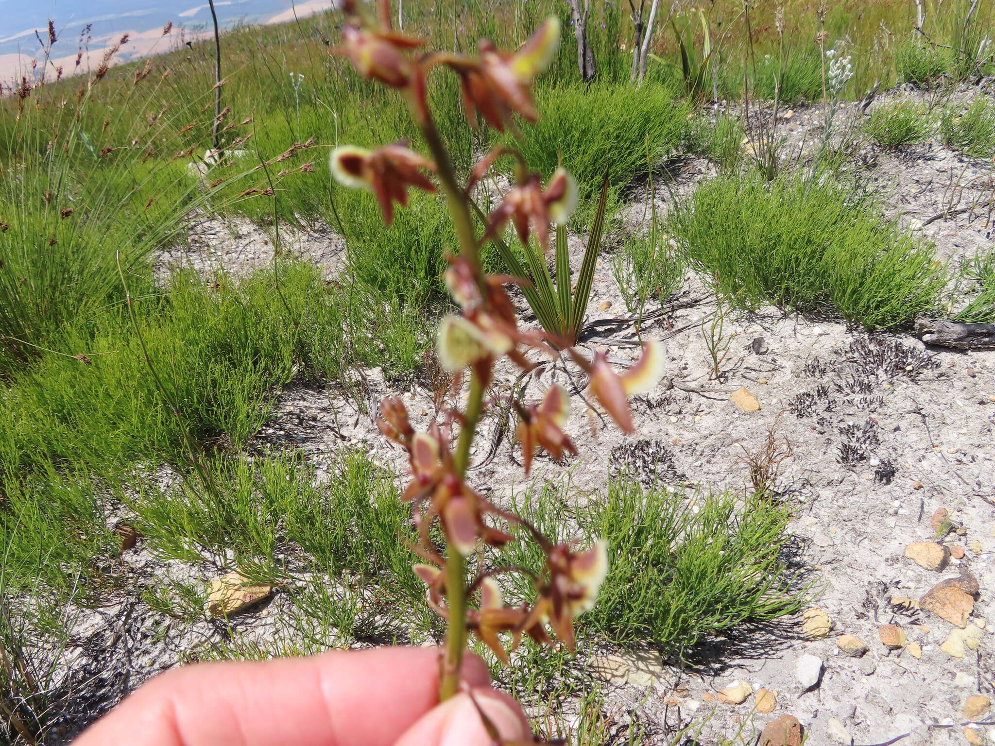 Acrolophia bolusii Rolfe的圖片