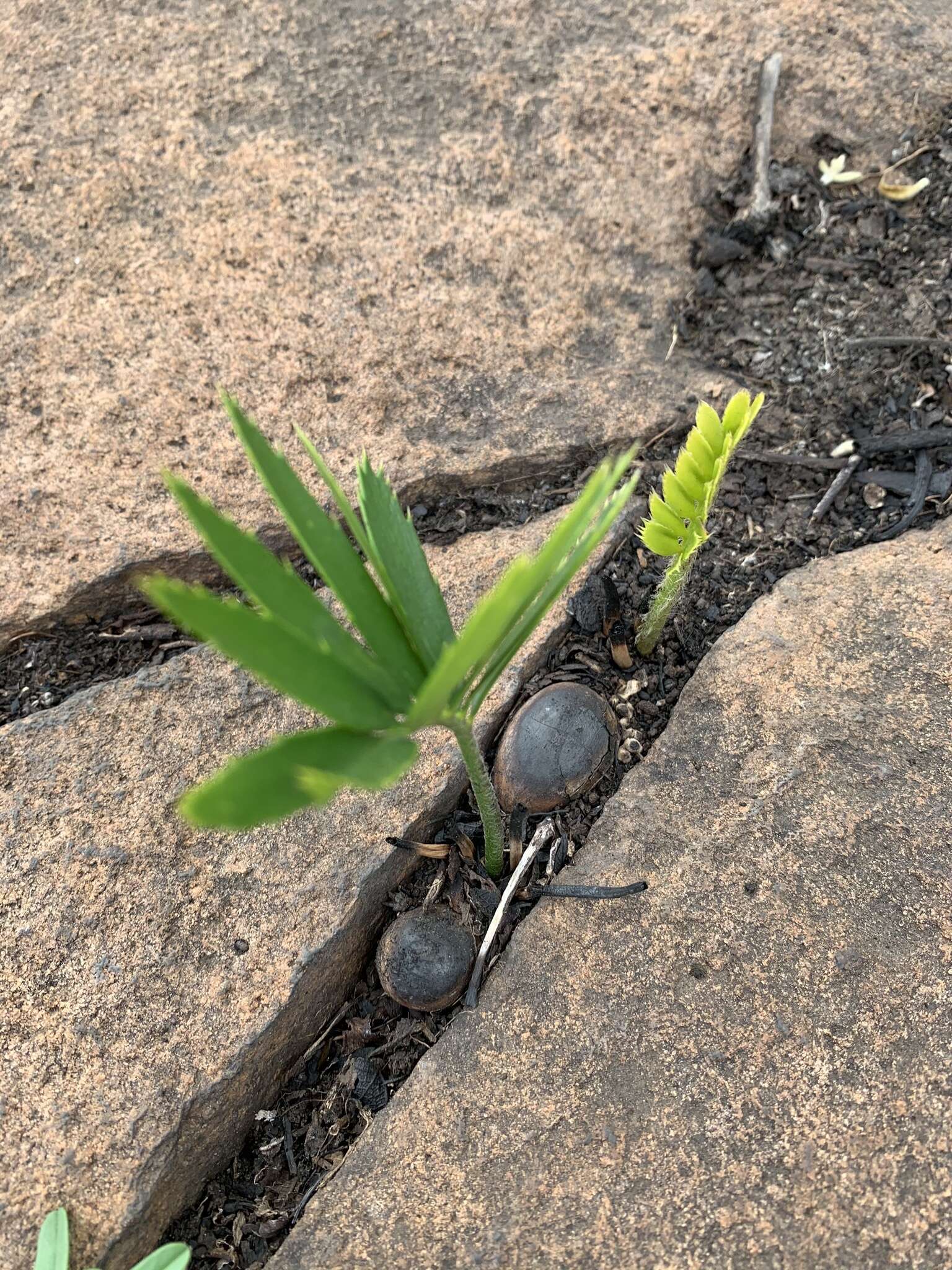 Image of Lebombo cycad