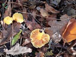 Image of Hygrocybe quieta (Kühner) Singer 1951