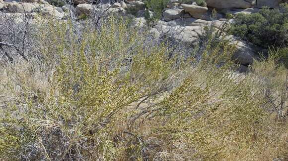 Image of Ambrosia salsola var. salsola