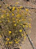 Image of Adenophyllum anomalum (Canby & Rose) J. L. Strother