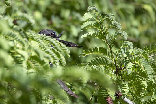 Image of Crested Drongo