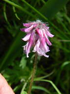 Trifolium eriocephalum subsp. arcuatum (Piper) J. M. Gillett resmi