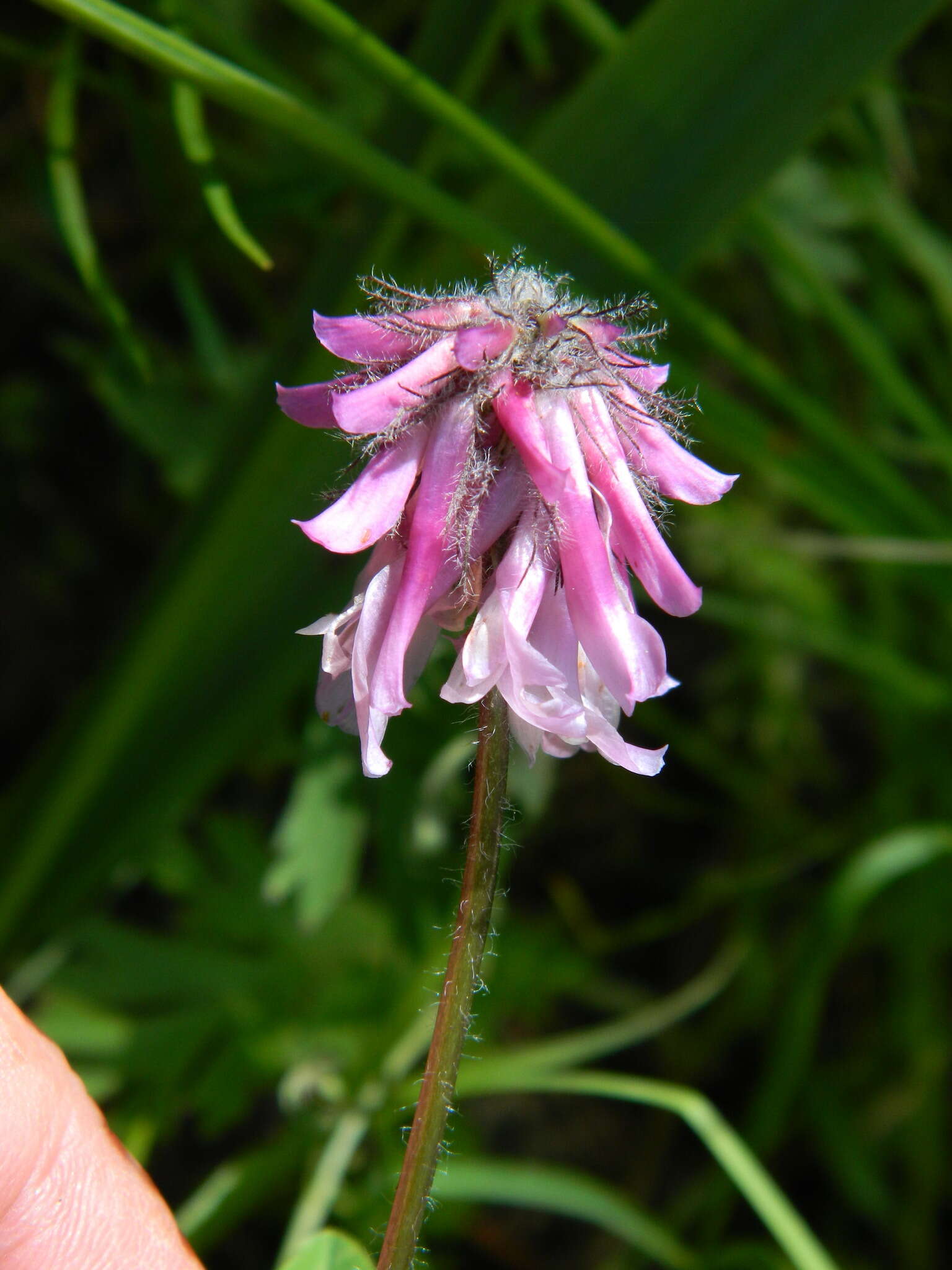 Trifolium eriocephalum subsp. arcuatum (Piper) J. M. Gillett resmi