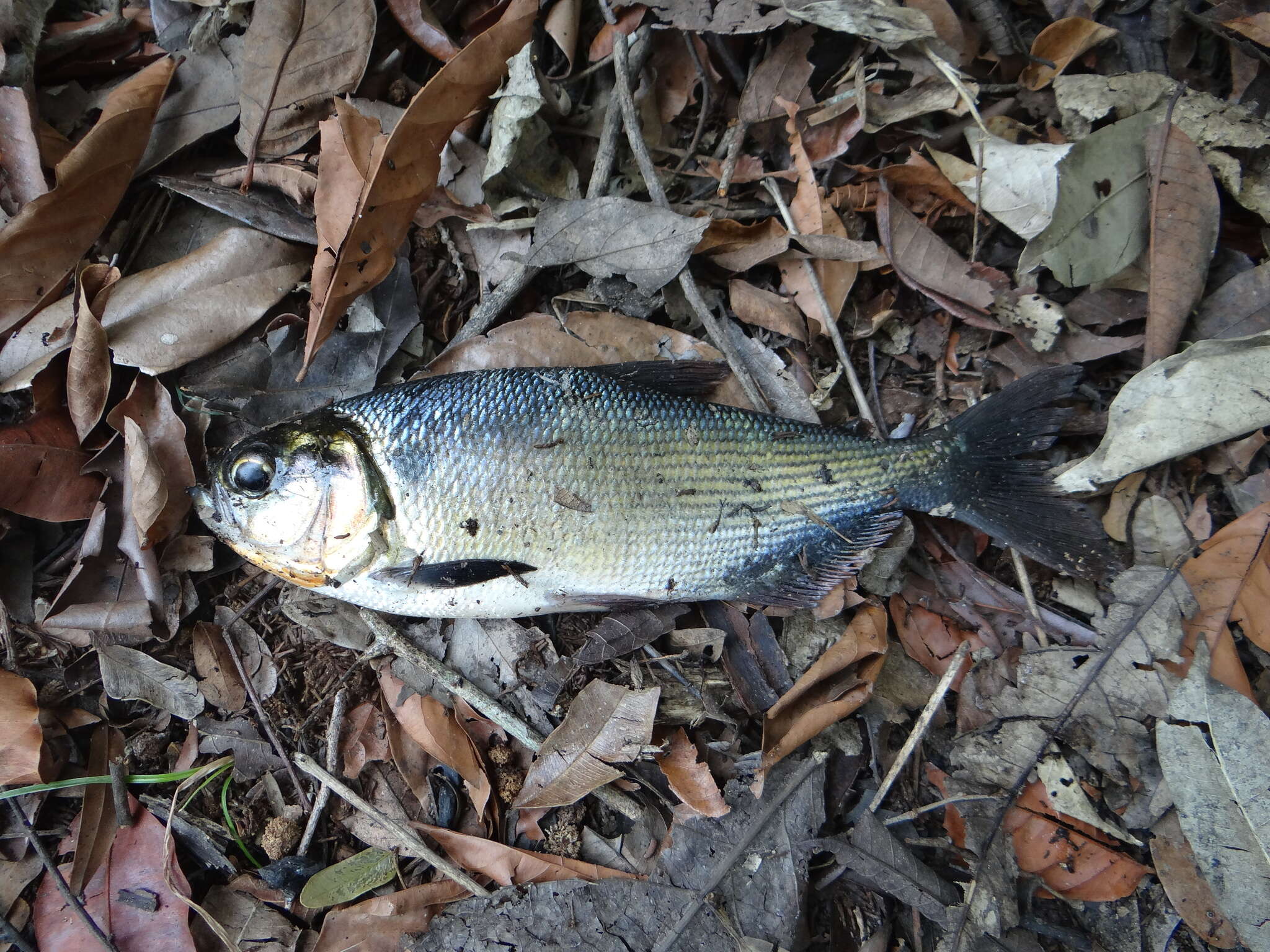 Sivun Brycon amazonicus (Spix & Agassiz 1829) kuva