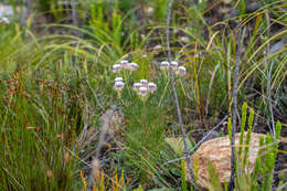 Image of Serruria heterophylla Meissn.