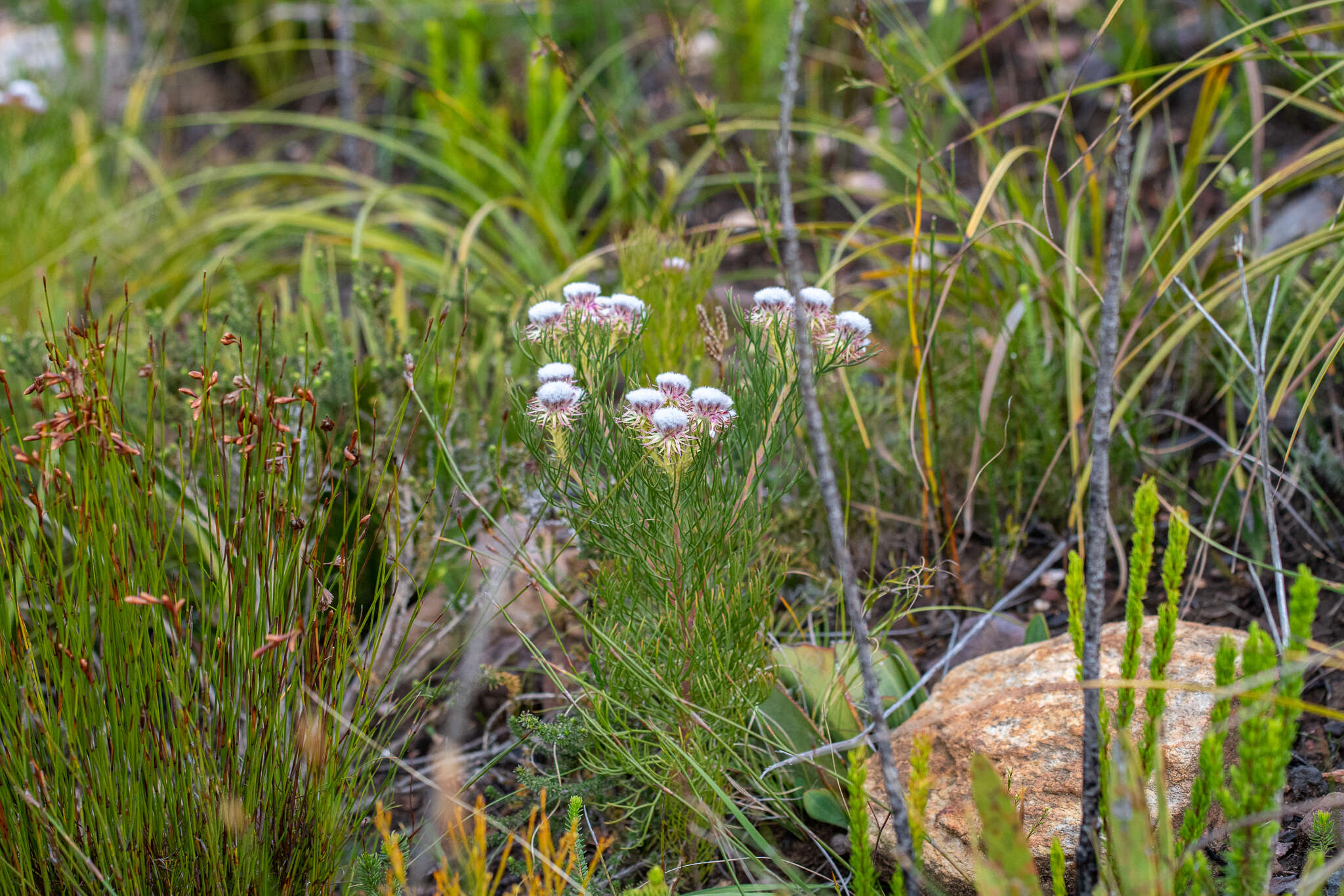 Image of Serruria heterophylla Meissn.