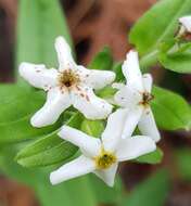 Image of Lithospermum distichum Ortega