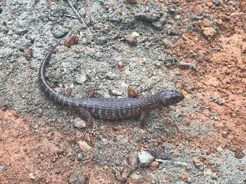 Image of Prickly Forest Skink