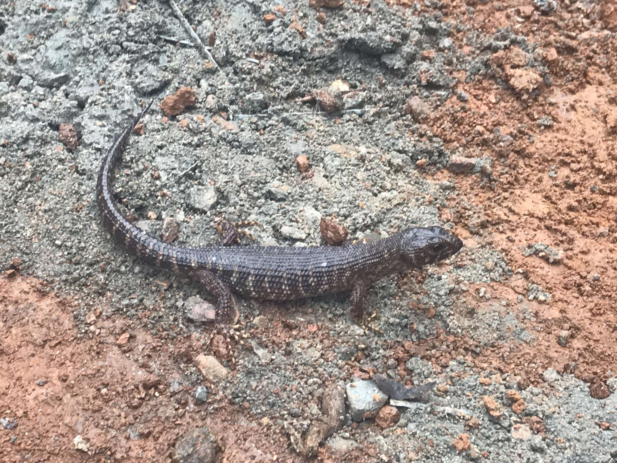 Image of Prickly Forest Skink