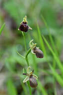 Image of Ophrys sphegodes subsp. epirotica (Renz) Gölz & H. R. Reinhard