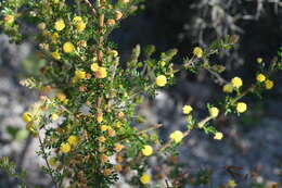 Image of Acacia browniana H. L. Wendl.