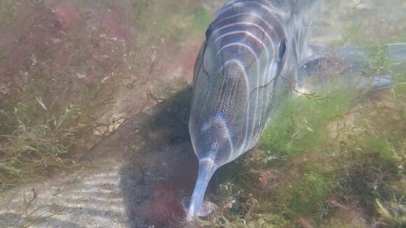 Image of American Elephantfish