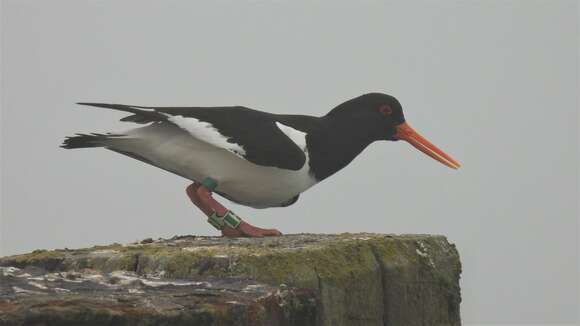 Image de Haematopus ostralegus ostralegus Linnaeus 1758