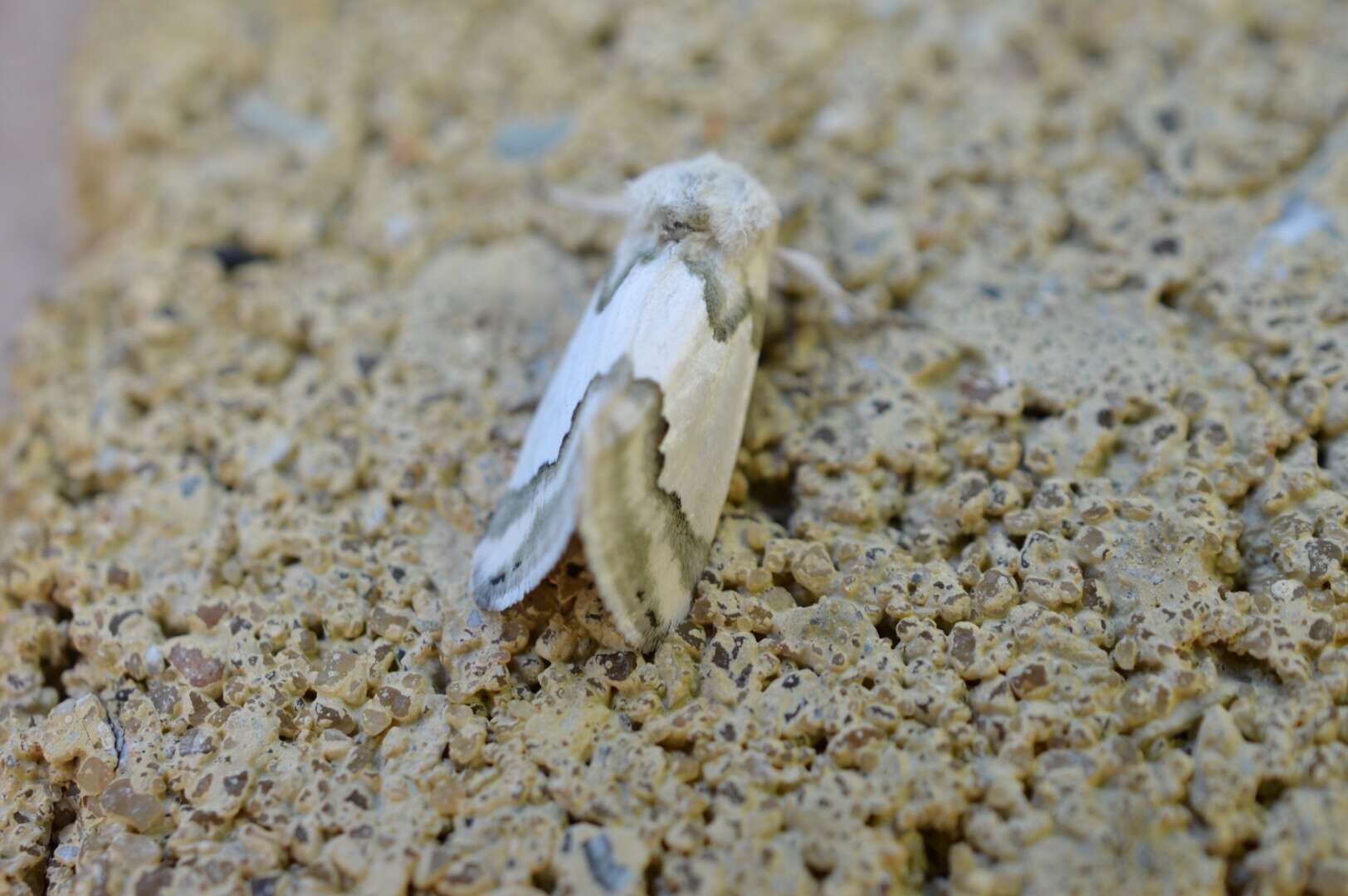 Image of Hulst's Flower Moth