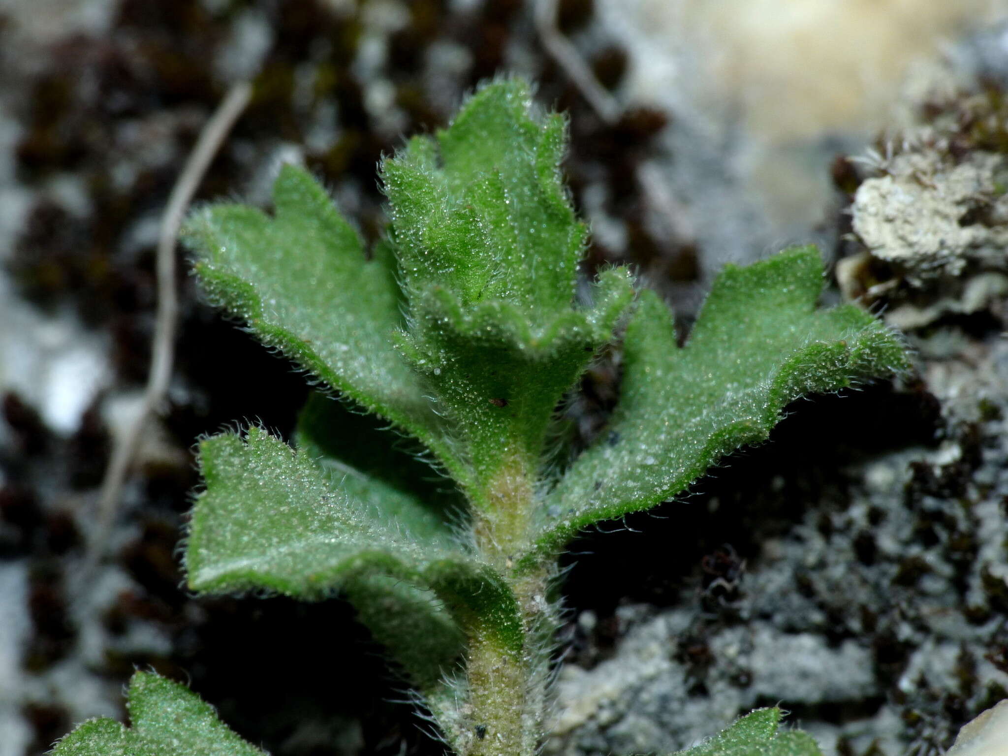 Image of Vittadinia australis A. Rich.