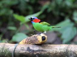 Image of Red-necked Tanager