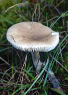 Image of Amanita taiepa G. S. Ridl. 1991