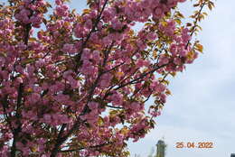 Image de Prunus lannesiana (Carr) E. H. Wilson