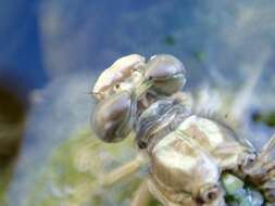 Image of Olive Clubtail