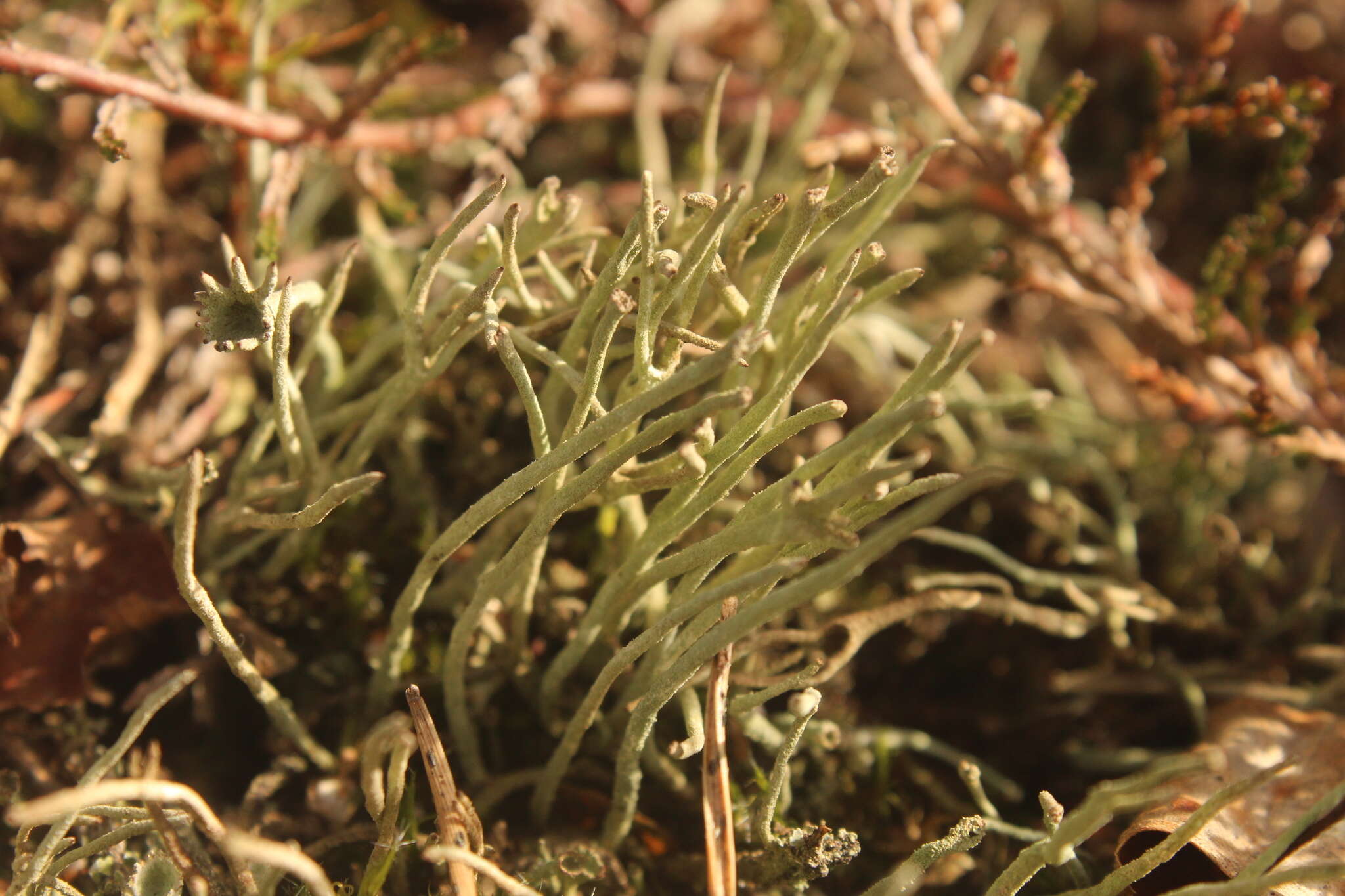 Image of cup lichen