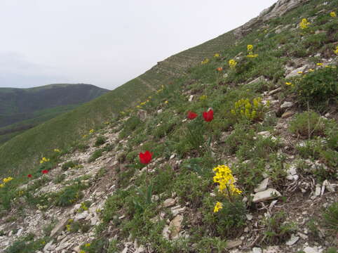 Image of Erysimum callicarpum Lipsky