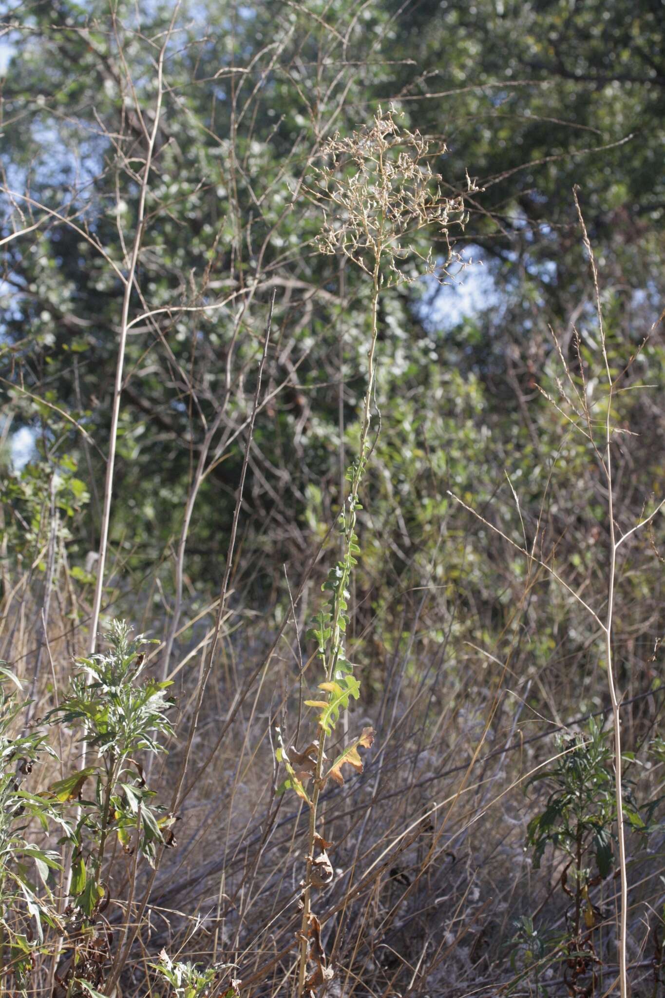 Lactuca serriola L. resmi