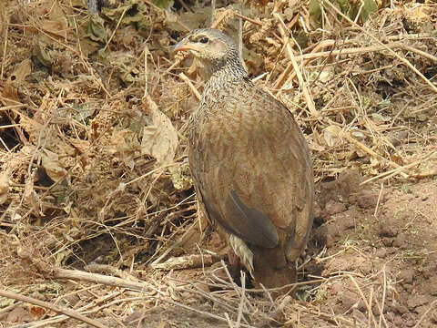 Image of Hildebrandt's Francolin