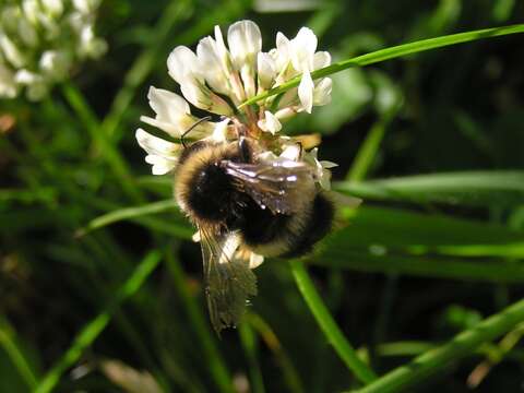 Imagem de Bombus terrestris (Linnaeus 1758)