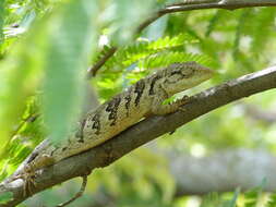 Image of Brazilian Bush Anole