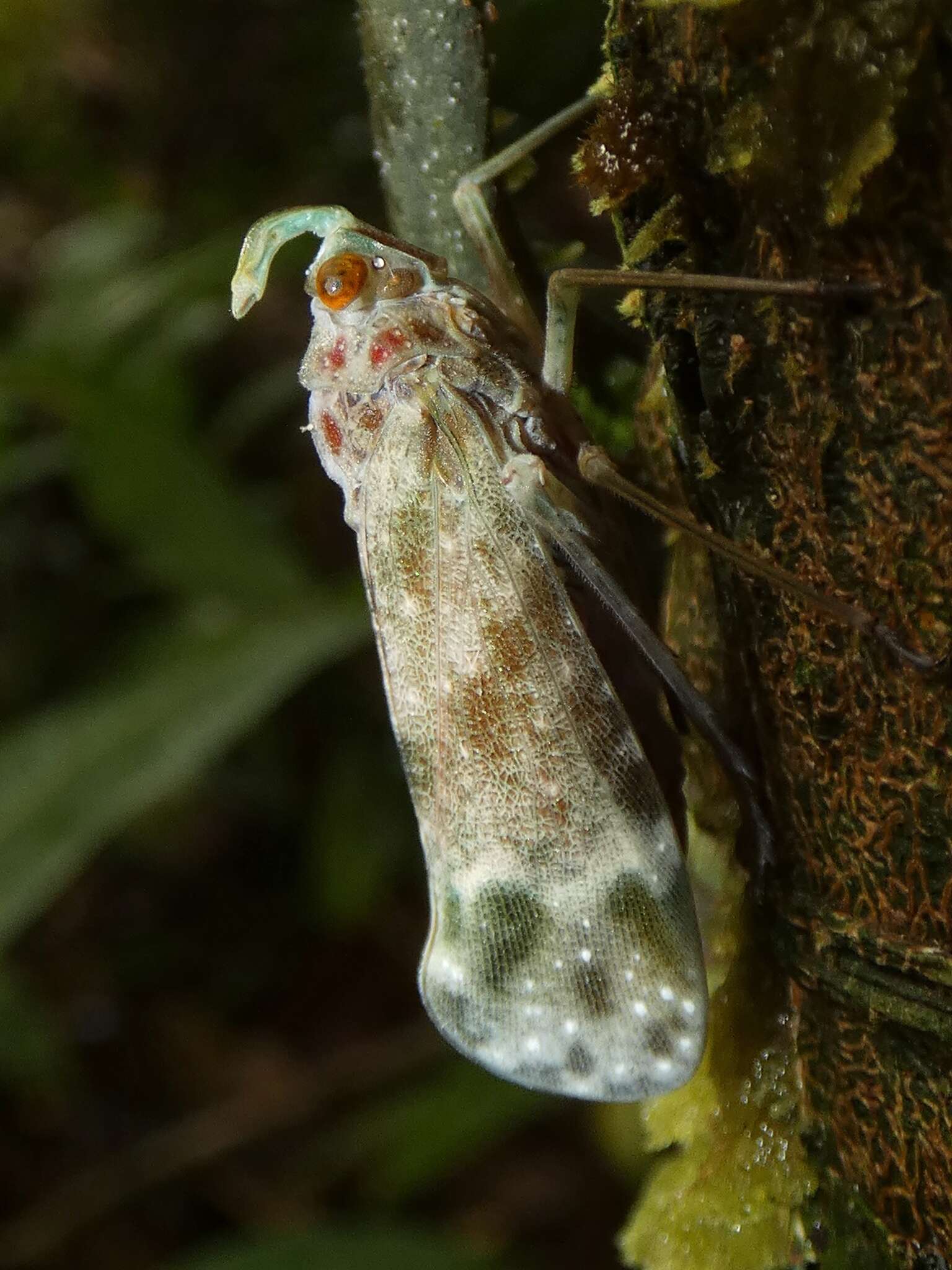 Image of Enchophora sanguinea Distant 1887