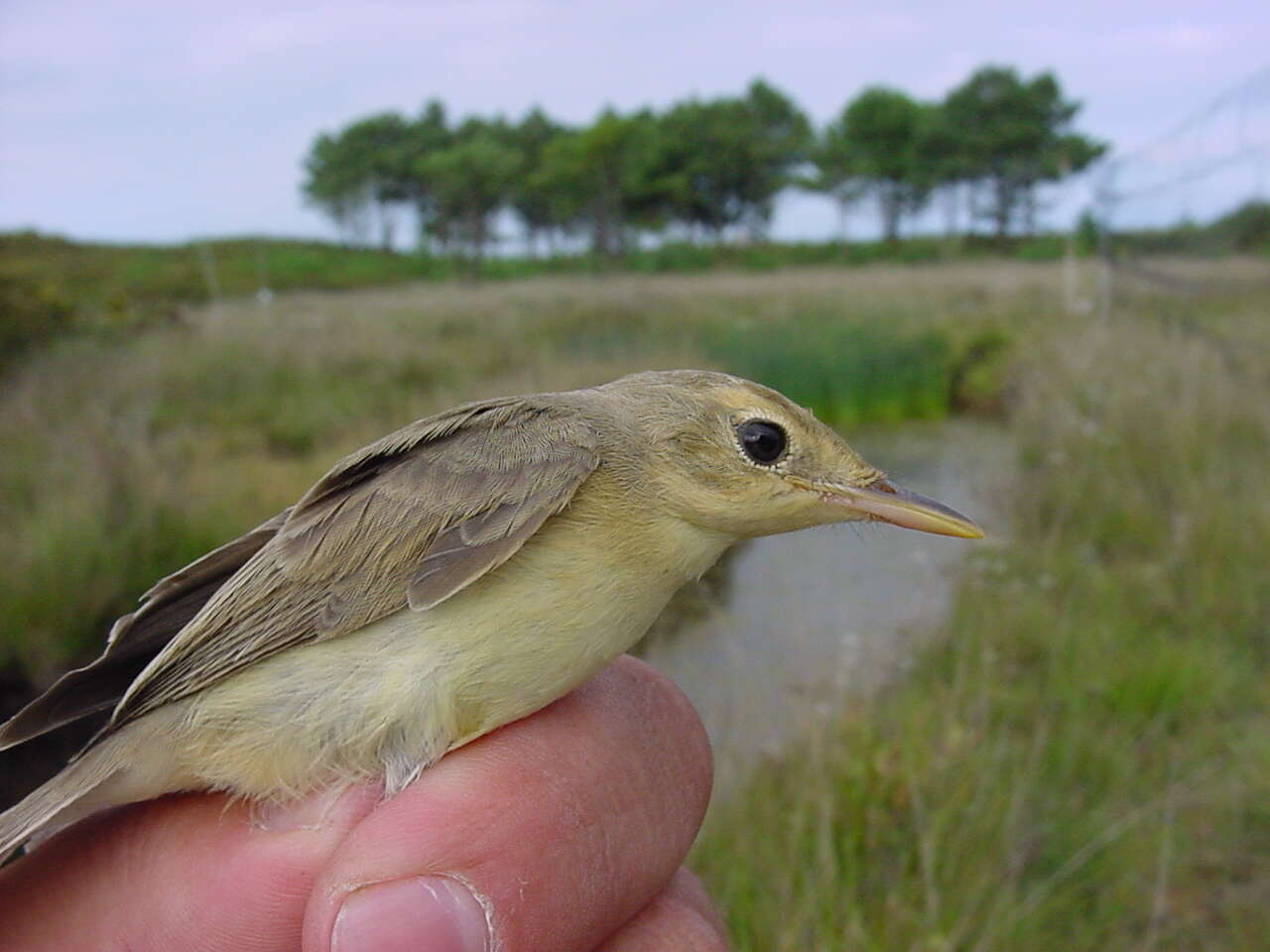 Image of Melodious Warbler