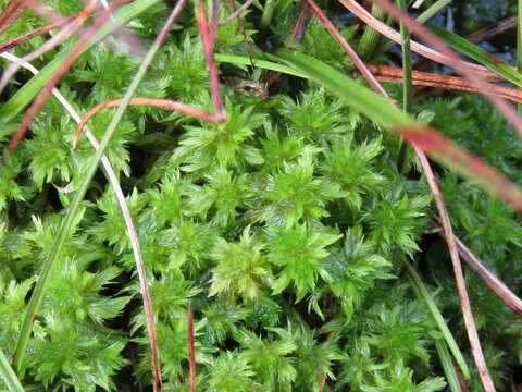 Imagem de Sphagnum cuspidatum Ehrhart ex G. F. Hoffmann 1796