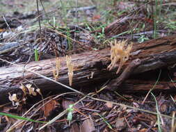 Image of Artomyces cristatus (Kauffman) Jülich 1982