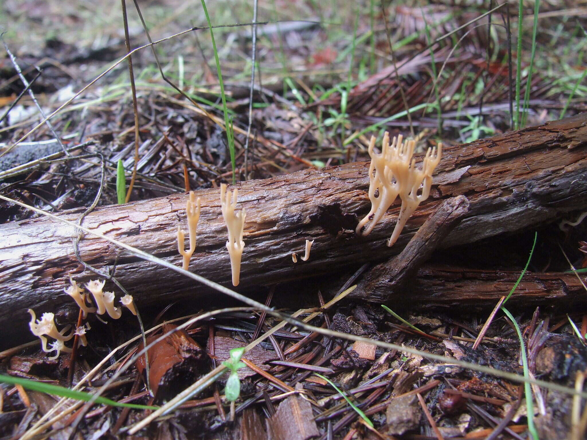 Image of Artomyces cristatus (Kauffman) Jülich 1982