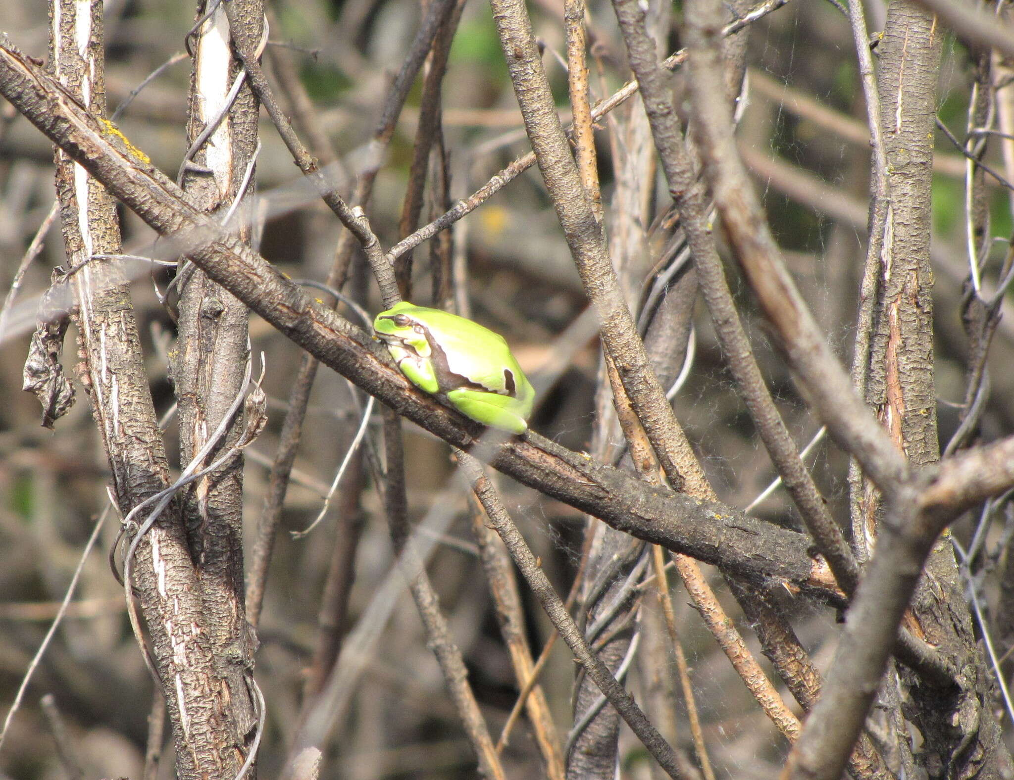 Image of Hyla orientalis Bedriaga 1890