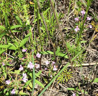 Image of slender false pennyroyal